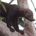 Tayra - Tolomuco