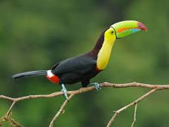 Toucan