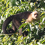 white throated capuchin monkey