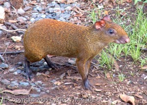 Agouti