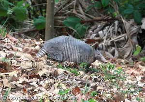 Armadillo