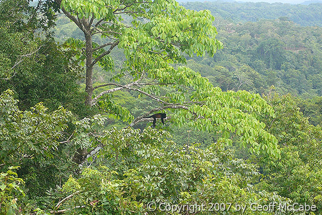 Costa Rica Howler Monkey