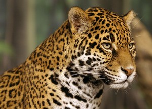 Jaguar Adult
