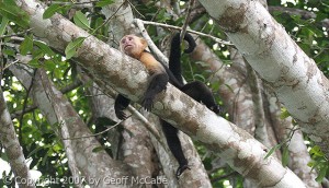 White Faced Capuchin Monkey Costa Rica
