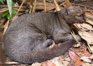 Jaguarundi