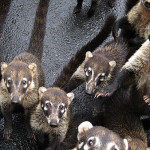 Coati 