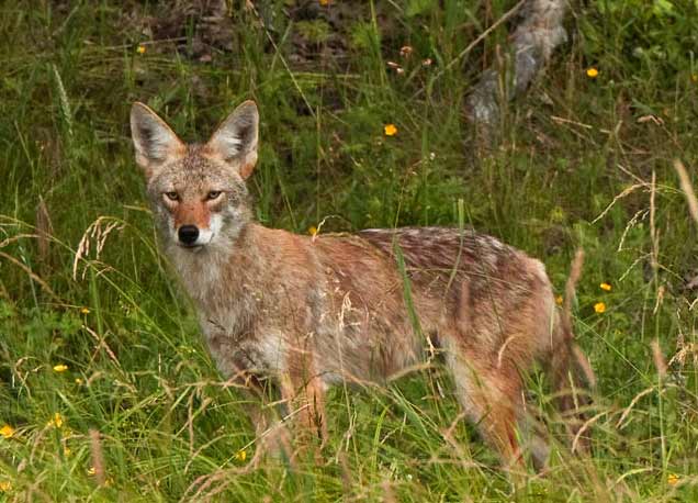 Coyote in Costa Rica