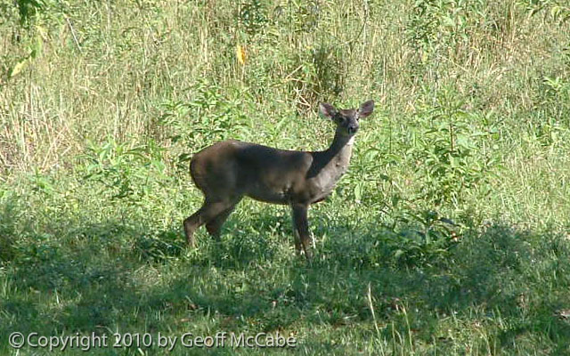 Deer Costa Rica