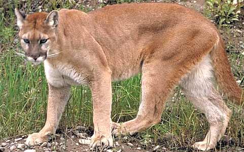 Puma - Cougar - Mountain Lion