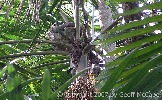 Three Toed Sloth Costa Rica