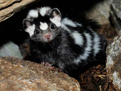 Spotted Skunk