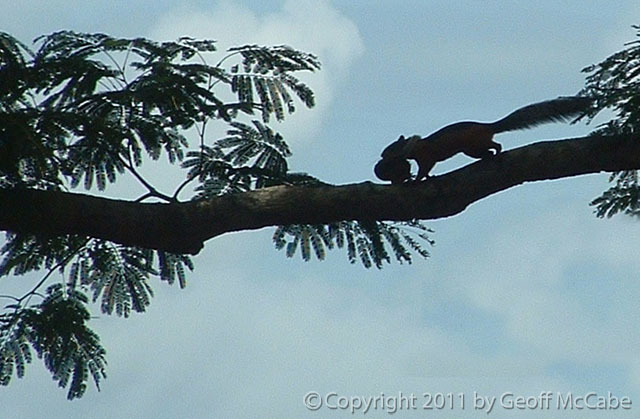 Squirrel mama with baby