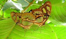 Mariposario Butterfly Garden