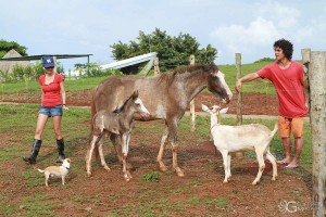 Horses and Goats on the Farm